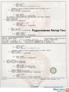 В наличии потомки Легендарного ВЕО Лютара 7